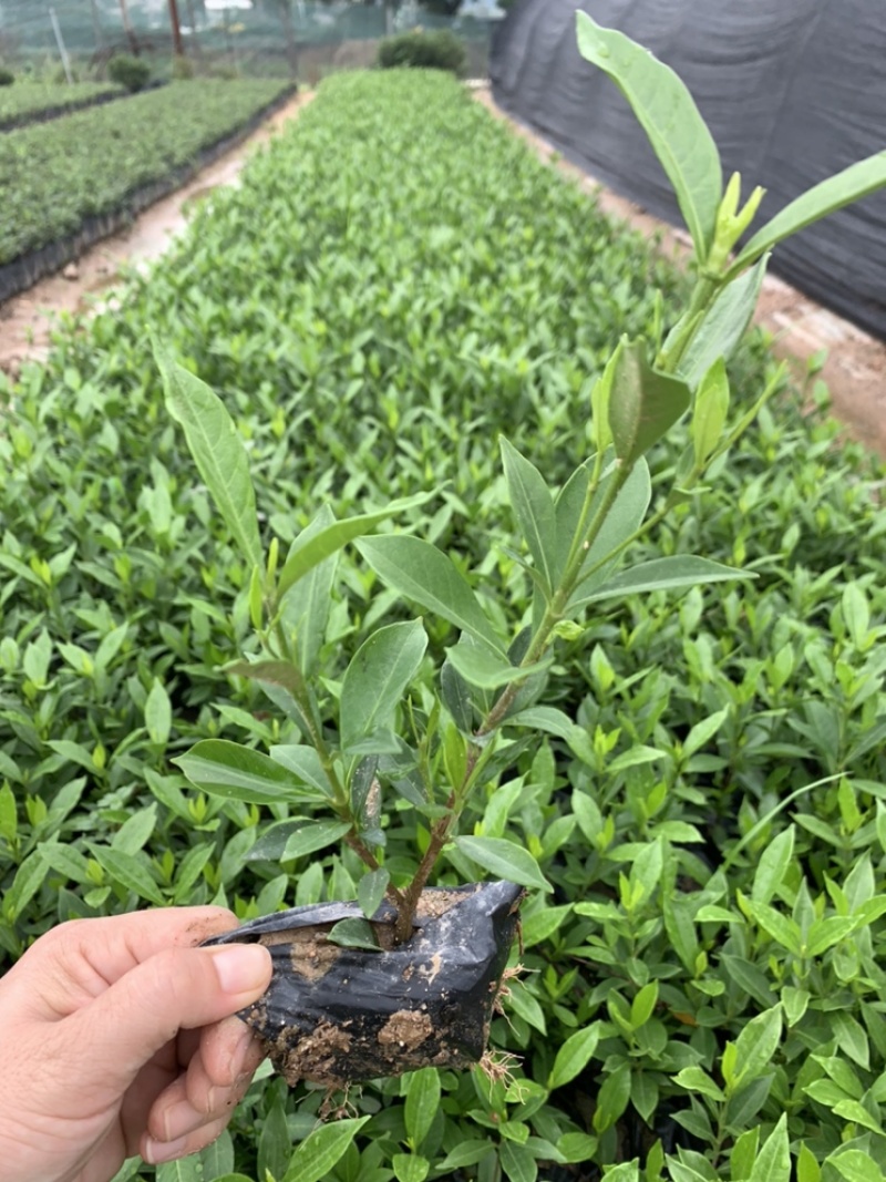 小叶栀子栀子花福建基地大量批发提供视频看货