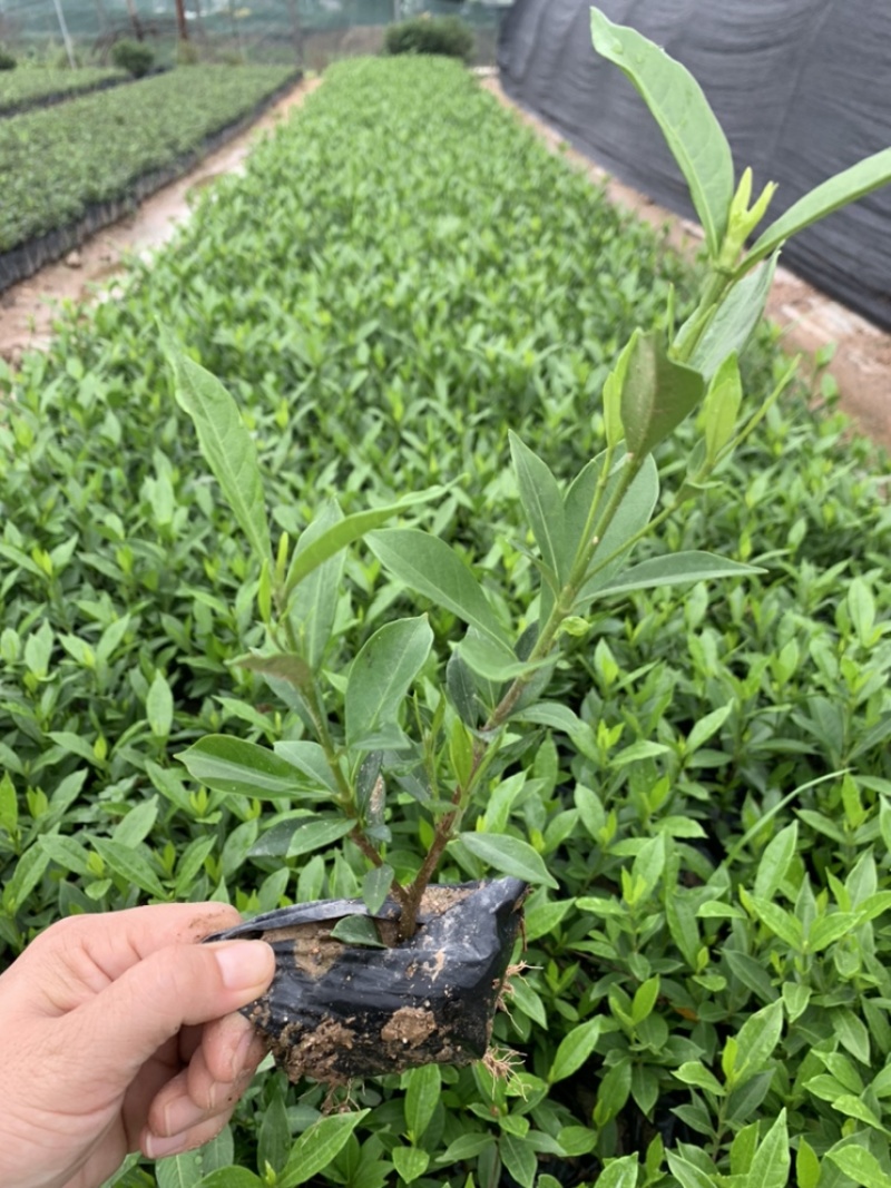 小叶栀子栀子花福建基地大量批发提供视频看货
