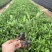 小叶栀子栀子花福建基地大量批发提供视频看货