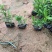 小叶栀子栀子花福建基地大量批发提供视频看货