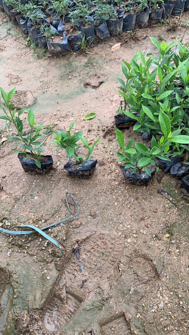 小叶栀子栀子花福建基地大量批发提供视频看货