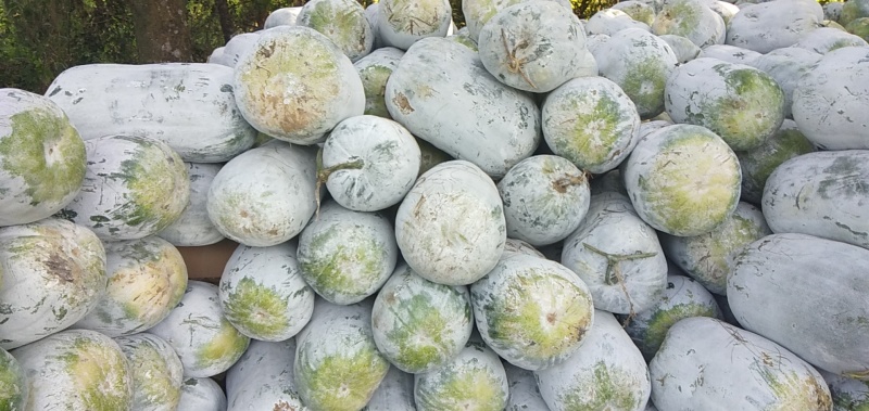 有大量冬瓜新鲜美丽