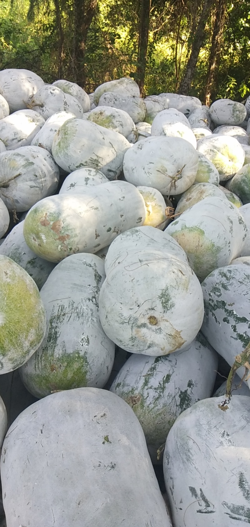 有大量冬瓜新鲜美丽