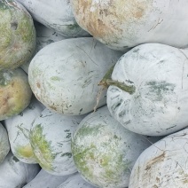 有大量冬瓜新鲜美丽