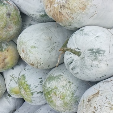 有大量冬瓜新鲜美丽