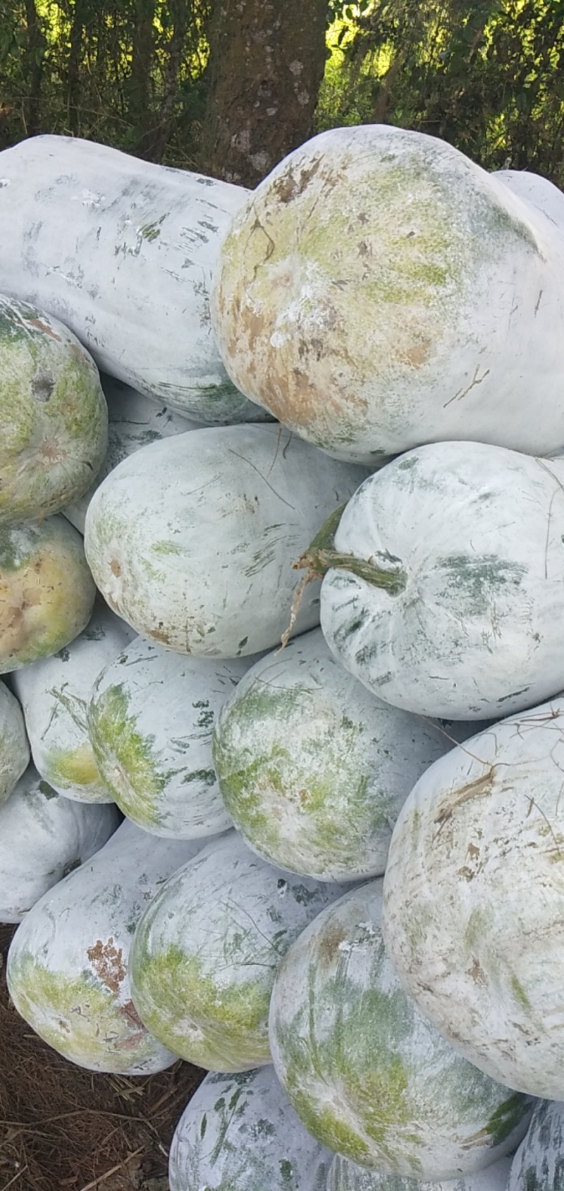 有大量冬瓜新鲜美丽