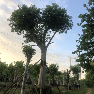 大腹木棉60-80公分价值苗