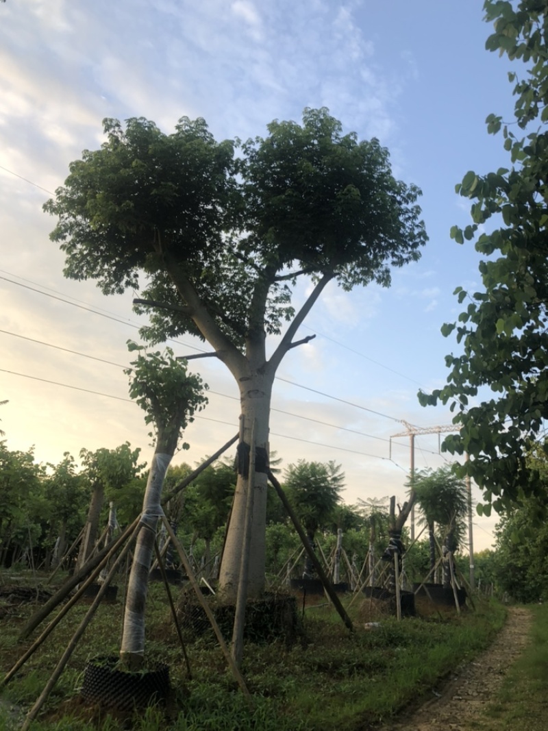 大腹木棉60-80公分价值苗