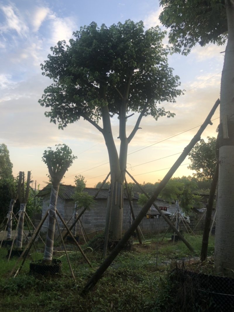 大腹木棉60-80公分价值苗