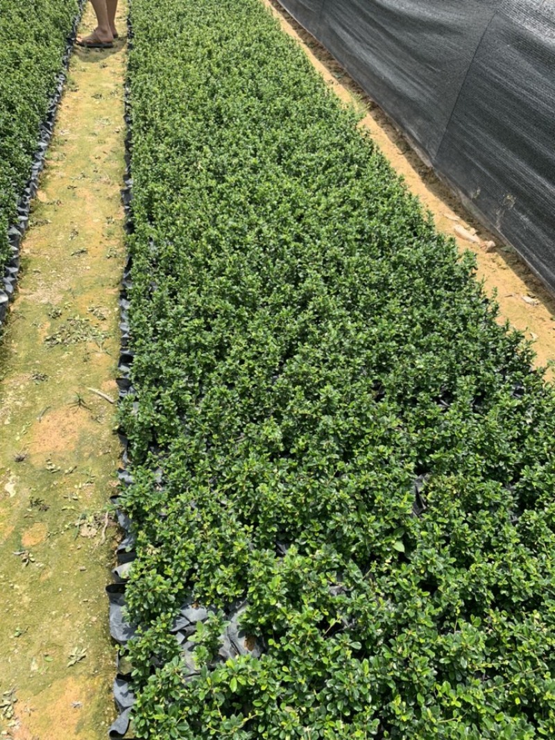 福建茶福建基地自产自销常年种植可提供视频看货