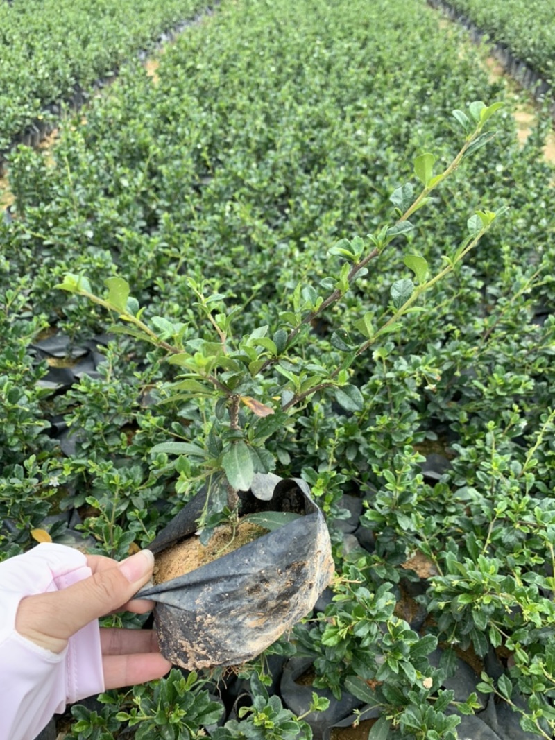 福建茶福建基地自产自销常年种植可提供视频看货