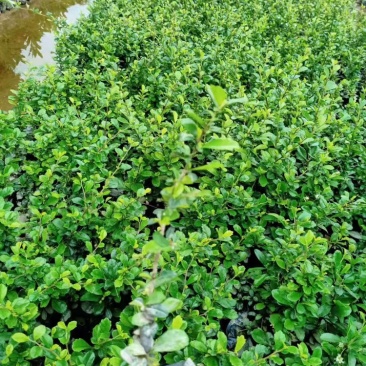 福建茶福建基地自产自销常年种植可提供视频看货