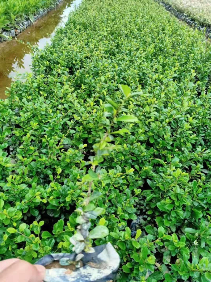 福建茶福建基地自产自销常年种植可提供视频看货