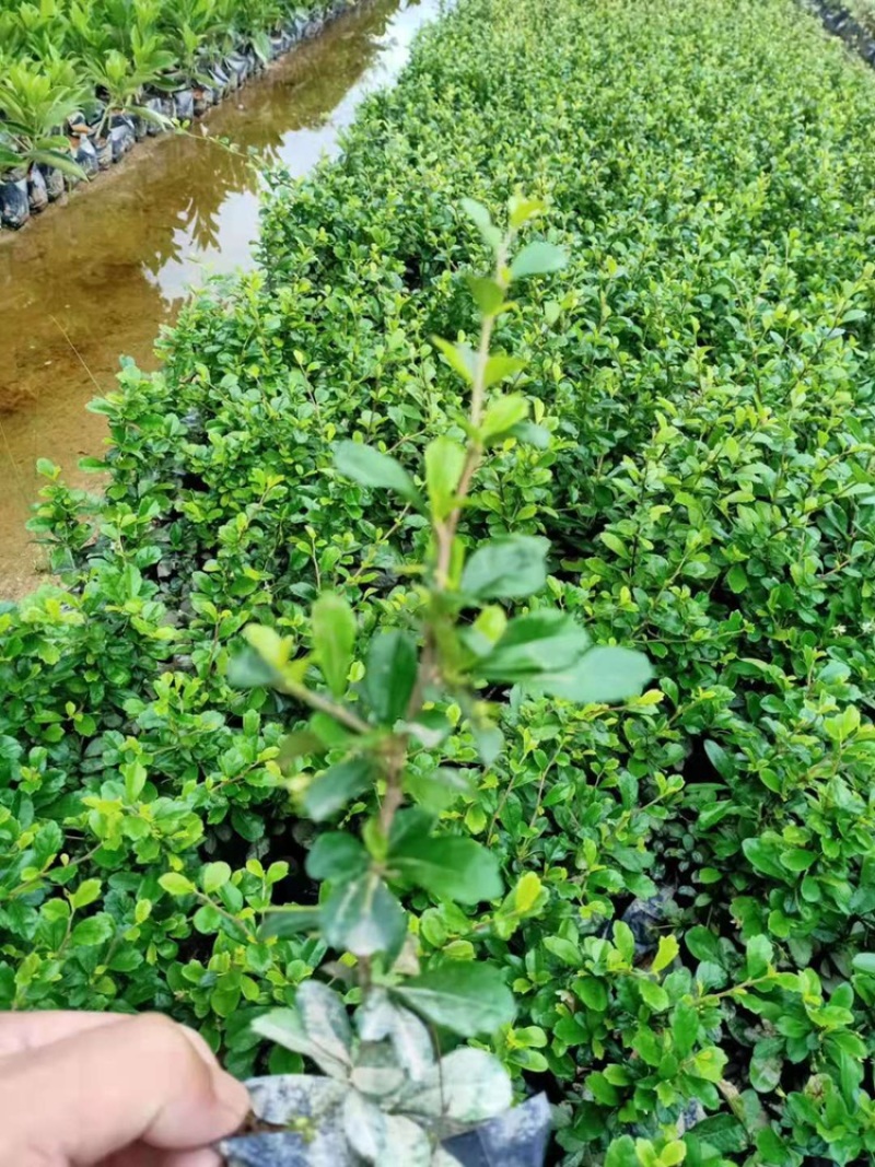福建茶福建基地自产自销常年种植可提供视频看货