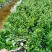 福建茶福建基地自产自销常年种植可提供视频看货