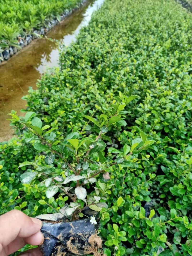 福建茶福建基地自产自销常年种植可提供视频看货