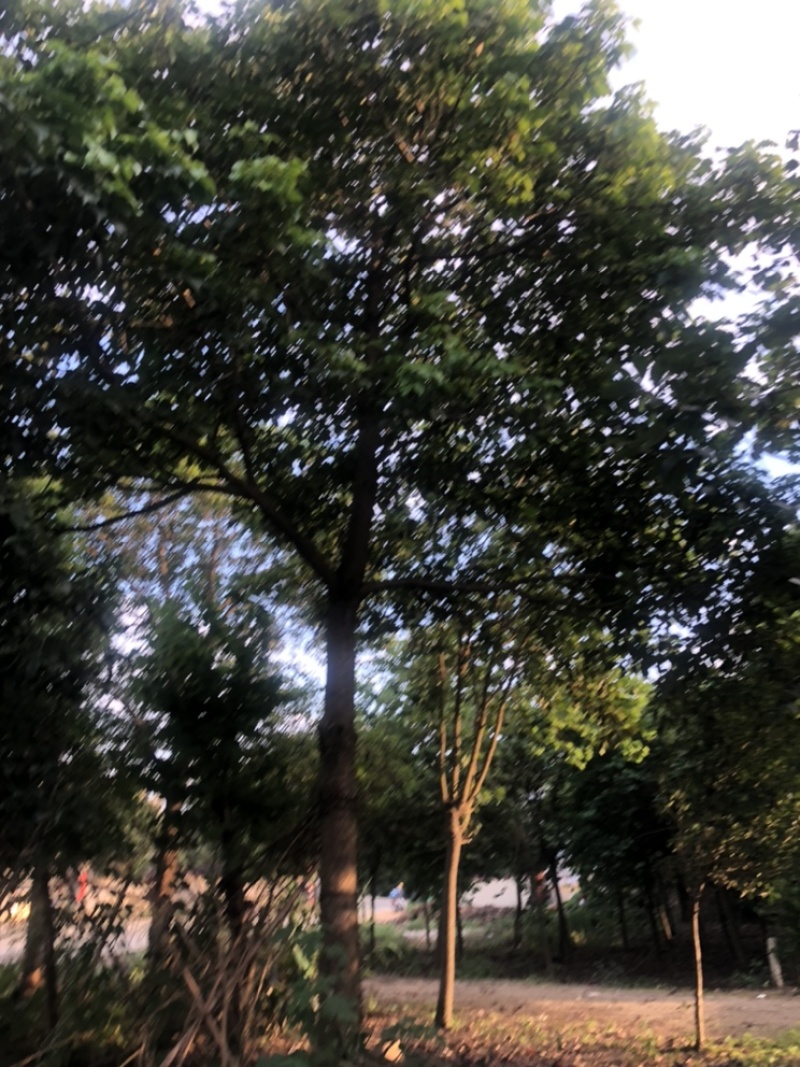 秋风容器苗12-30公分各种地苗假值苗出售