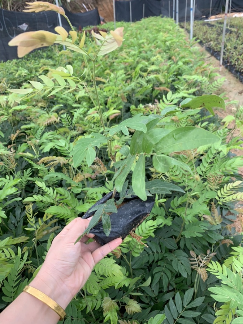 红绒球绣球花福建基地自产自销提供视频看货