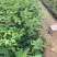 红绒球绣球花福建基地自产自销提供视频看货