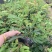 红绒球绣球花福建基地自产自销提供视频看货