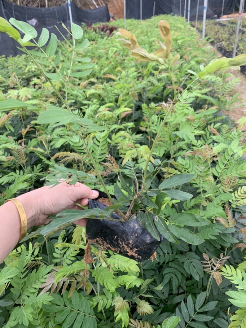 红绒球绣球花福建基地自产自销提供视频看货