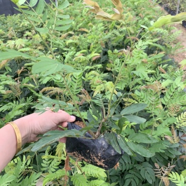 红绒球绣球花福建基地自产自销提供视频看货