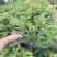 红绒球绣球花福建基地自产自销提供视频看货