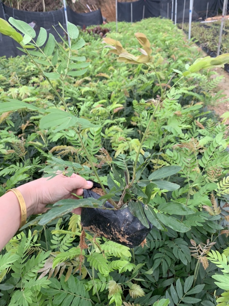 红绒球绣球花福建基地自产自销提供视频看货