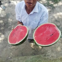 陕西甜王大荔甜王陕西西瓜双红瓤甜王蒲城甜王甜王