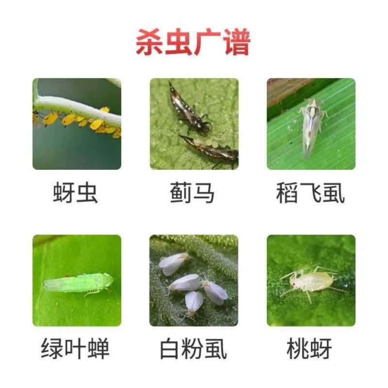 星牌闪甲4%阿维啶虫脒果树蔬菜黄瓜蚜虫蓟马飞虱粉虱叶蝉