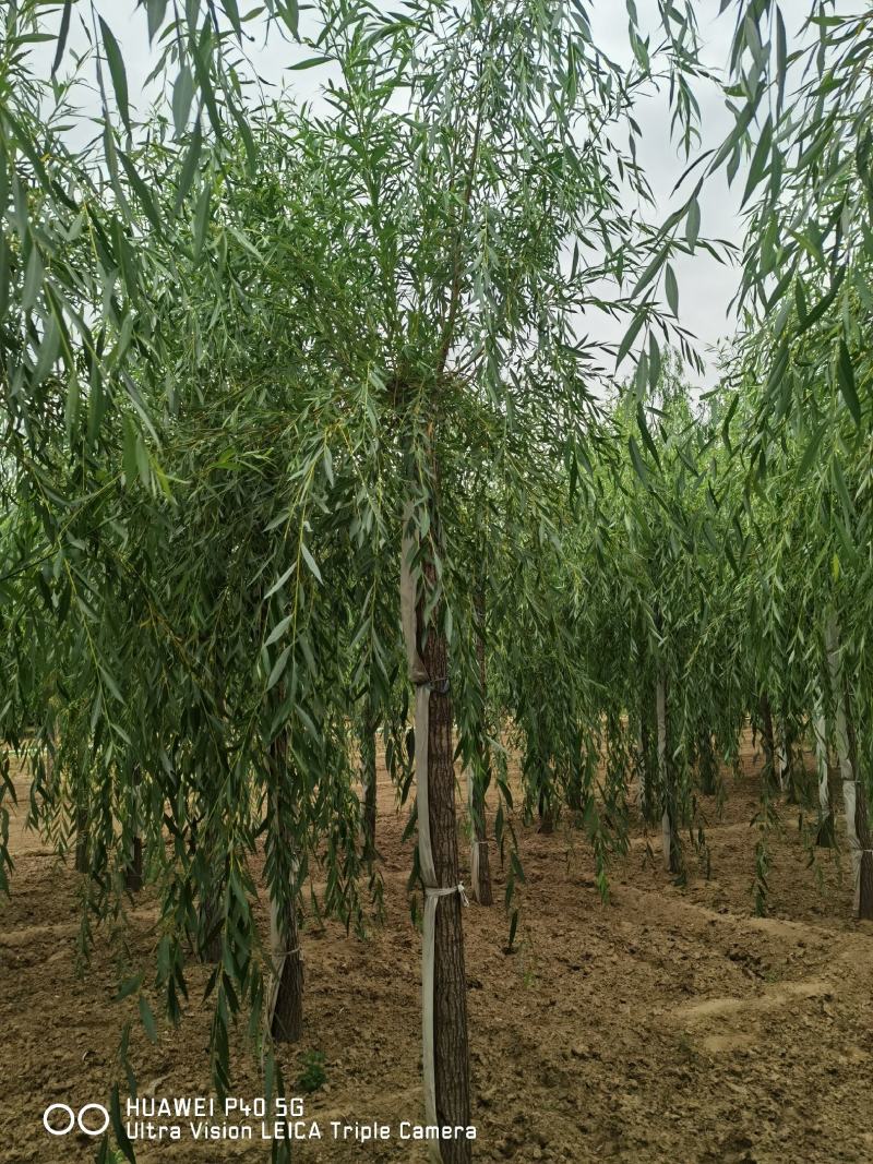 10-15公分金丝垂柳价格河北金丝垂柳基地