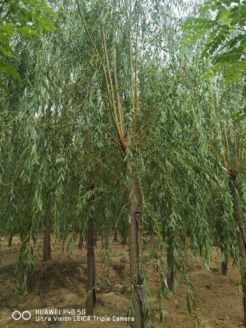 10-15公分金丝垂柳价格河北金丝垂柳基地