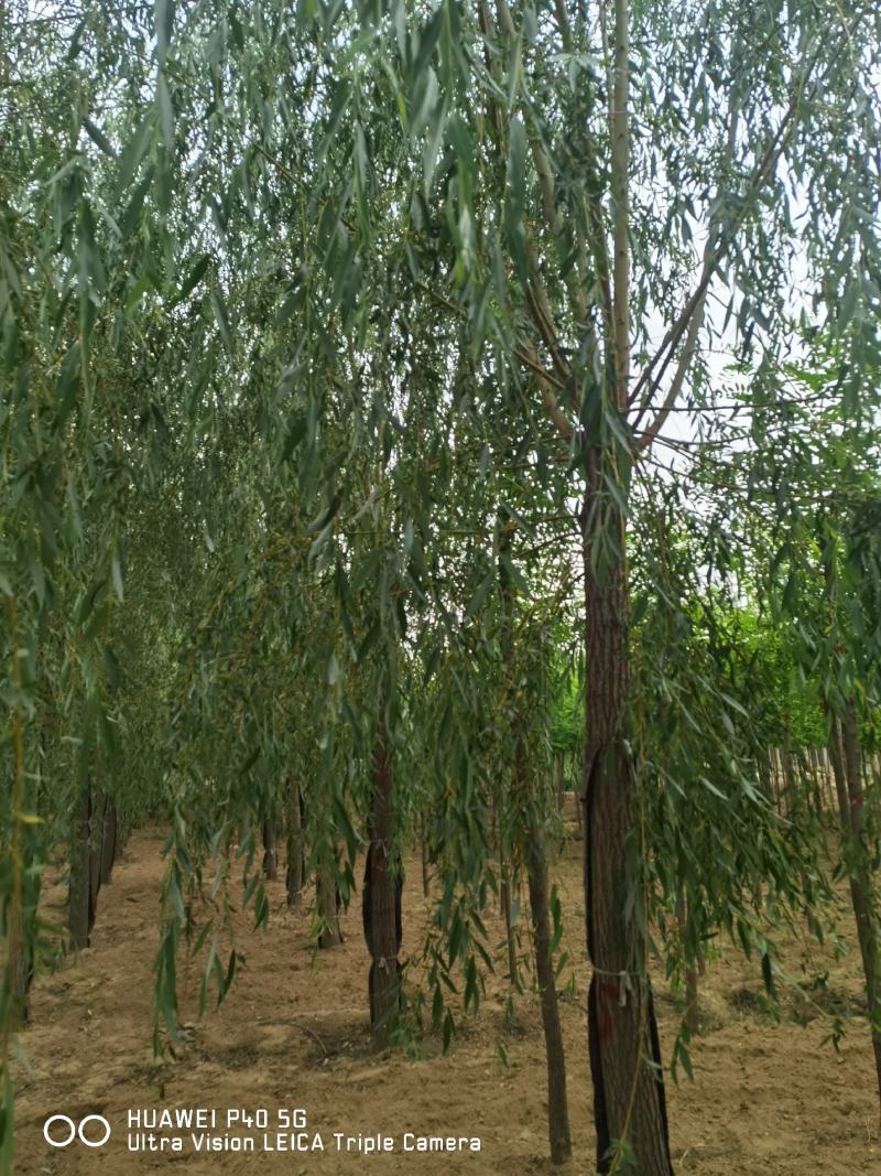 10-15公分金丝垂柳价格河北金丝垂柳基地