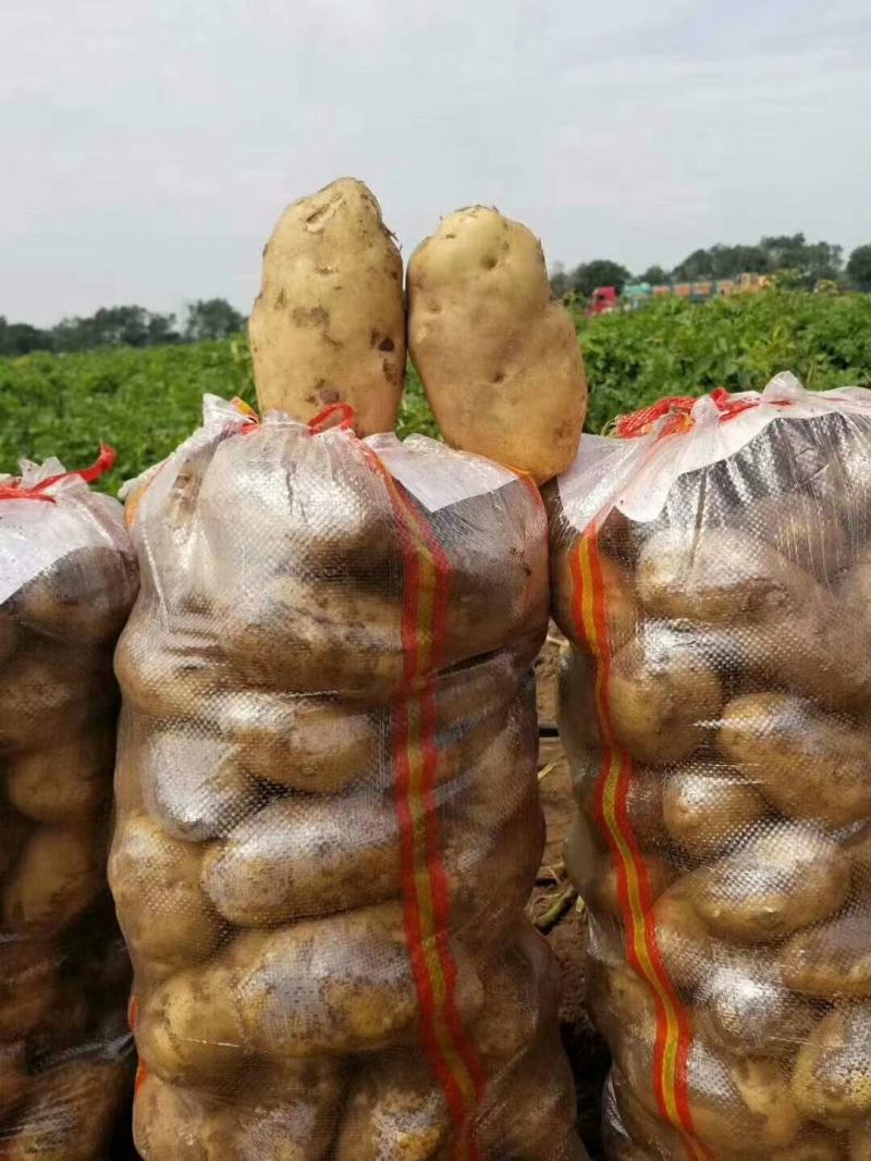 河北土豆！品种荷兰15，沃土5号！薯行好！可对接各大商超