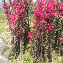 【推荐】中国红三角梅条子藤条多枝条高度五十公分至五米