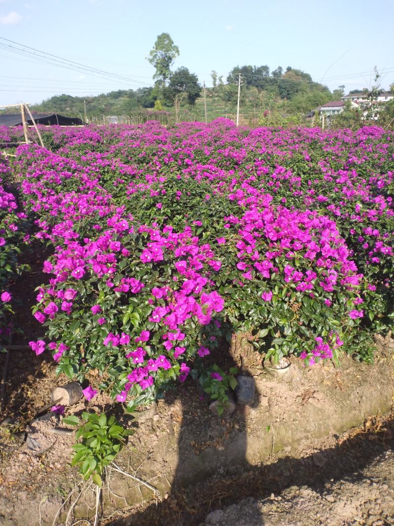 自家苗圃三角梅品种纯正成活率高免费提供种植技术