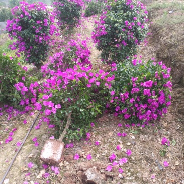 自家苗圃三角梅品种纯正成活率高免费提供种植技术