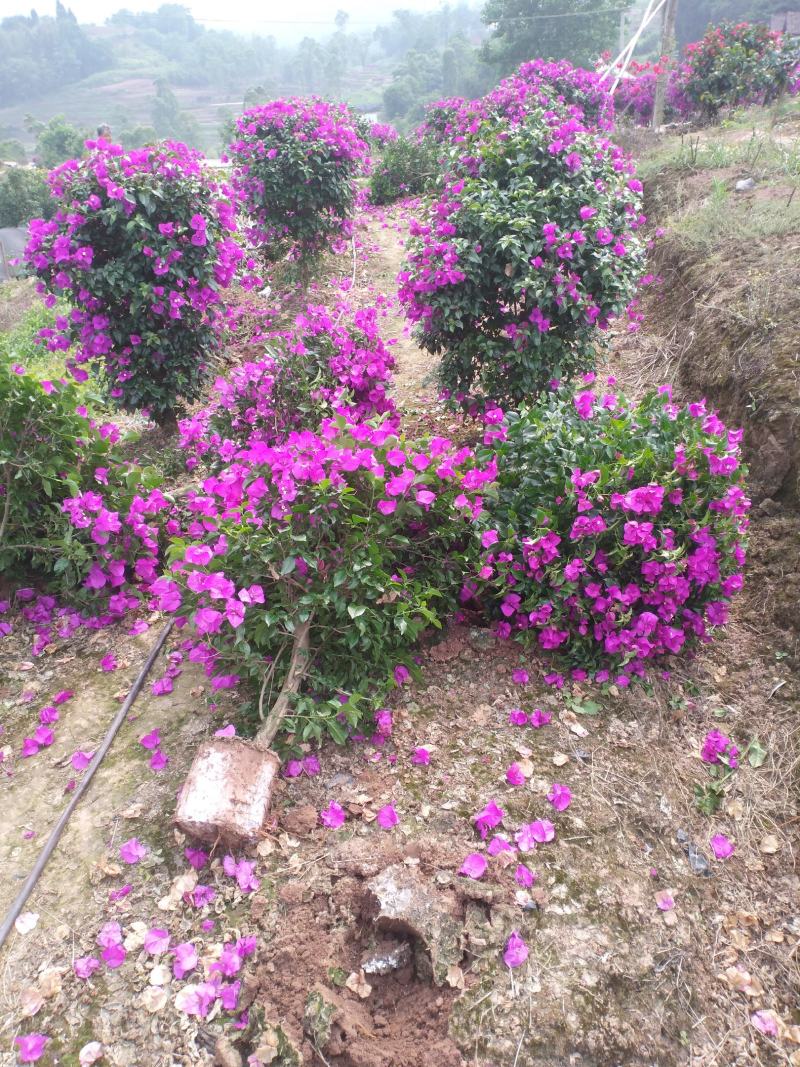 自家苗圃三角梅品种纯正成活率高免费提供种植技术