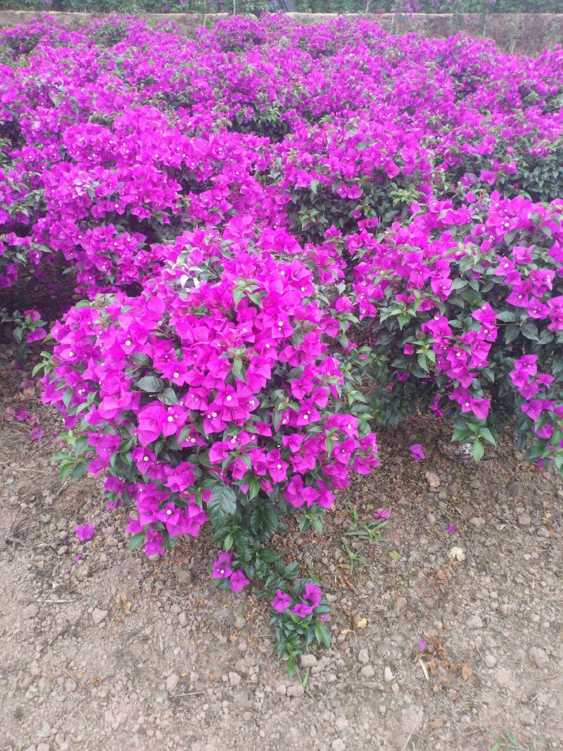 自家苗圃三角梅品种纯正成活率高免费提供种植技术