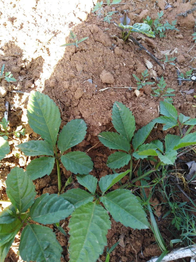 乌蔹莓