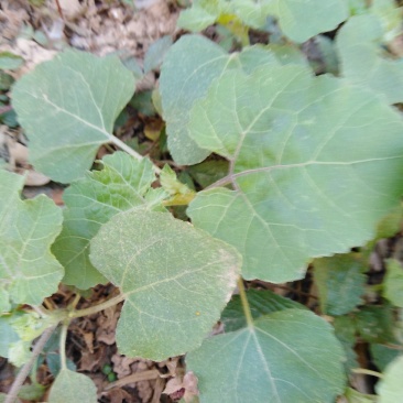 苍耳草