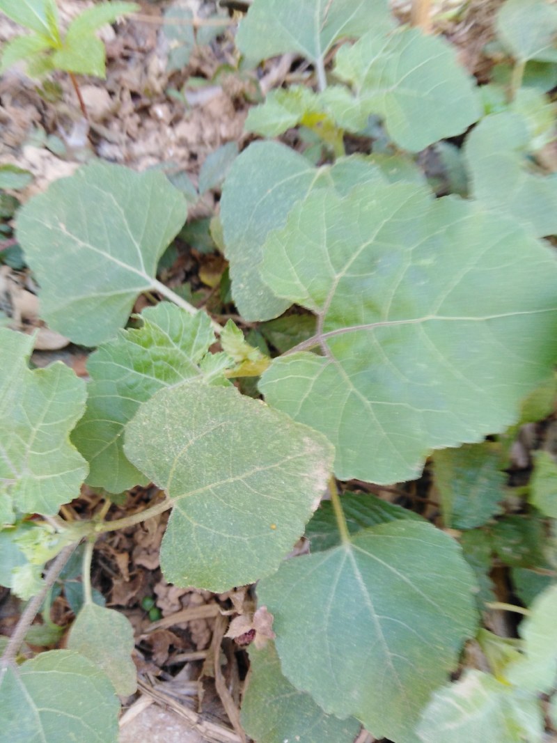 苍耳草