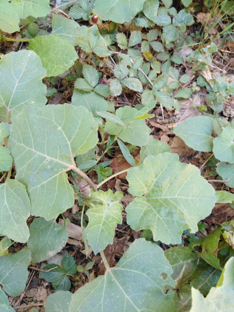 苍耳草