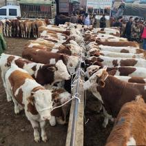 贵州散养西门塔尔小公牛小母牛土杂交牛肉牛等包装车。