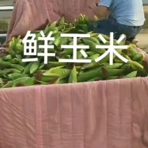 大棚鲜玉米