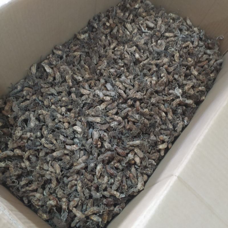 金蝉花产地直供支持线上交易可搭配多品种采购大货联系