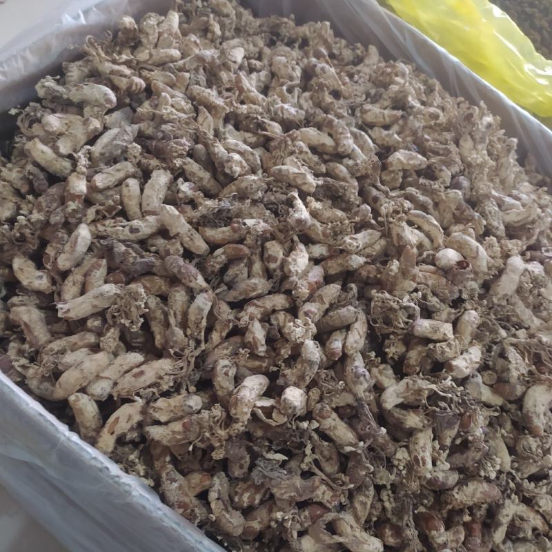 金蝉花产地直供支持线上交易可搭配多品种采购大货联系