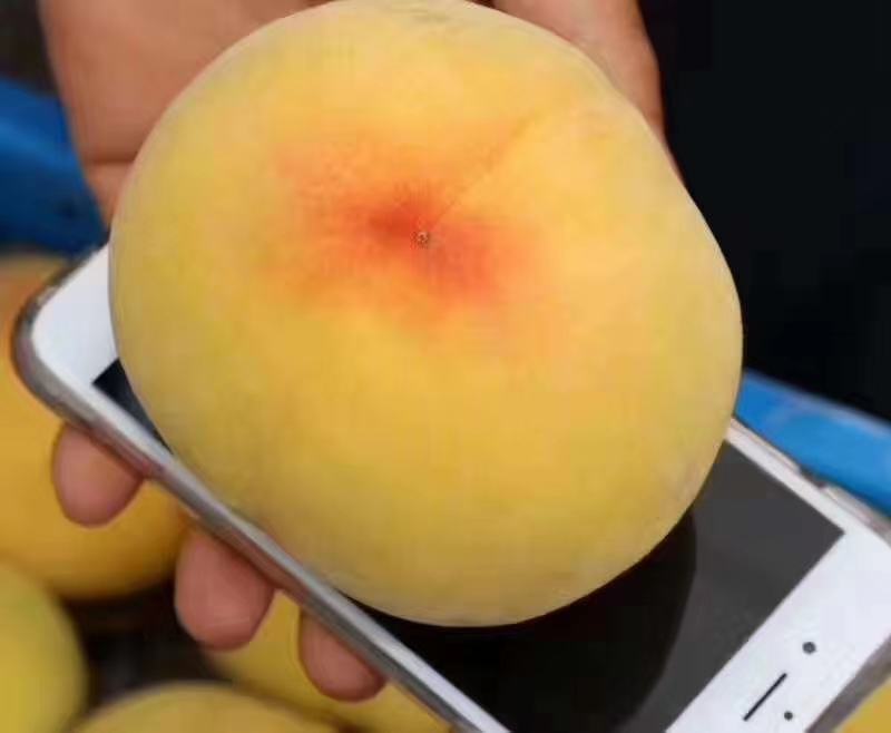锦绣黄桃