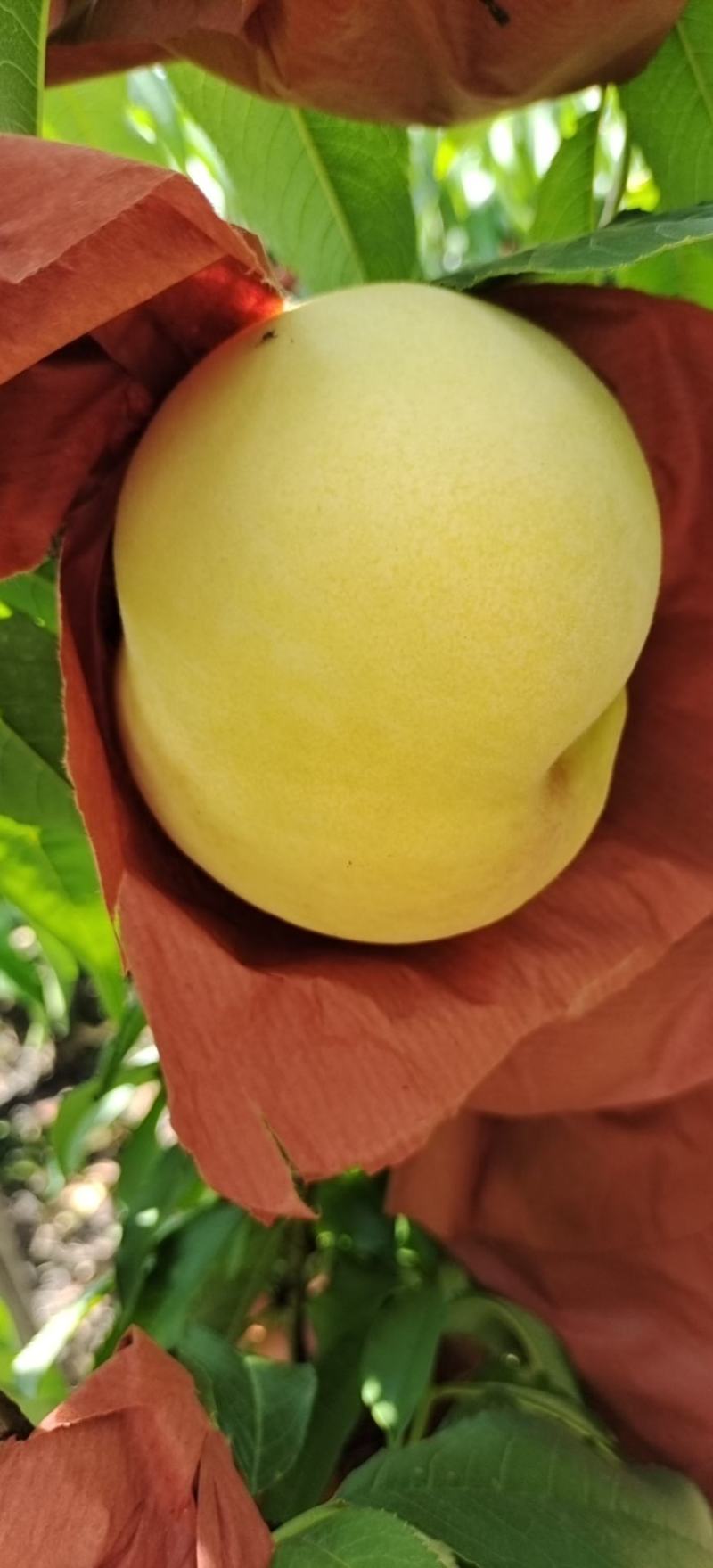 锦绣黄桃