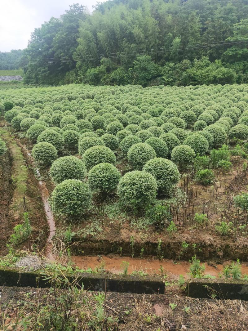 银姬小蜡，银姬小蜡，银姬小蜡，银姬小蜡，